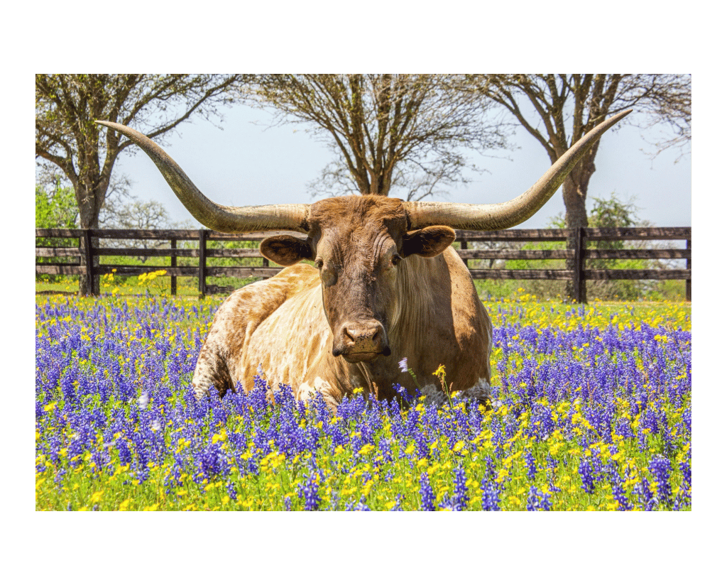 Hemp Banking Texas Texas-Hemp-Banking-services